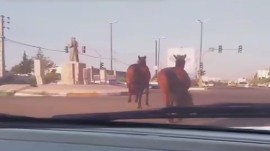 جولان اسب‌های سرگردان در بابلسر