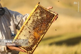 عکس/ پرورش زنبور عسل