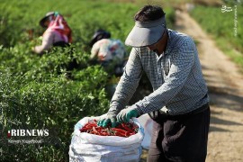 عکس/ برداشت فلفل از مزارع استان