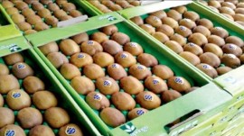 صادرات بیش از ۹۵ هزار تن کیوی و مرکبات مازندران به بازار جهانی